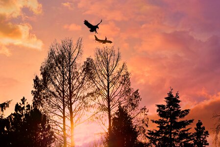 Plane eagle fantasy