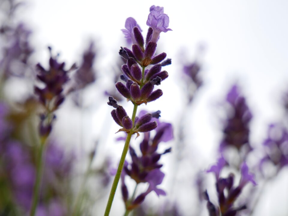 Violet lavender flowers garden photo