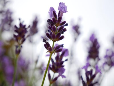 Violet lavender flowers garden