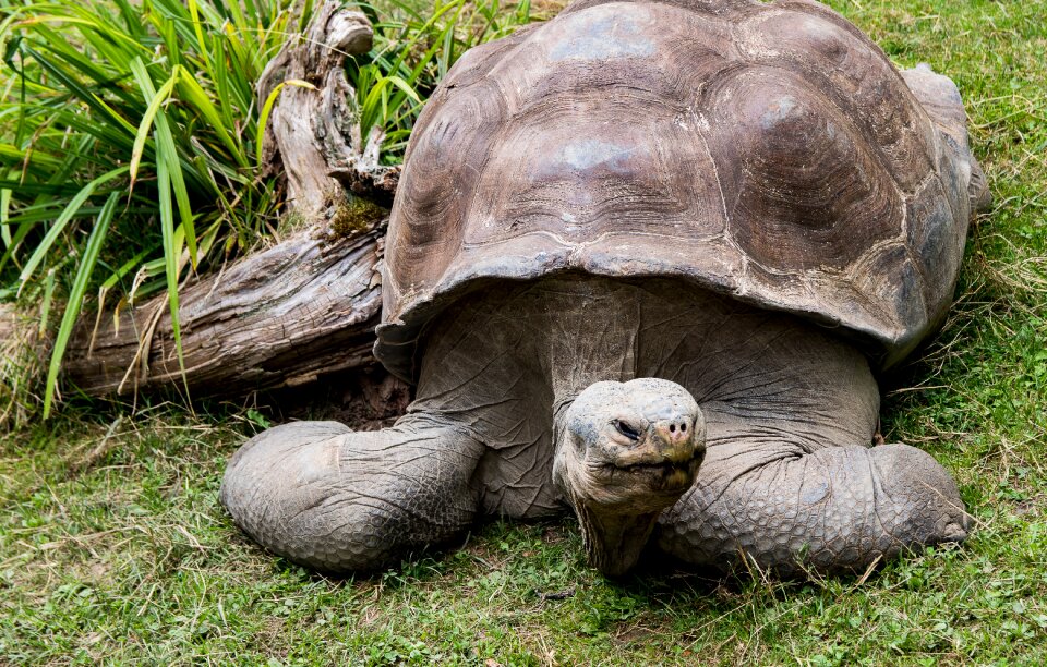 Nature giant tortoise reptile