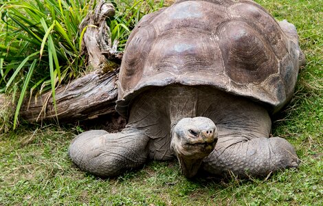 Nature giant tortoise reptile photo