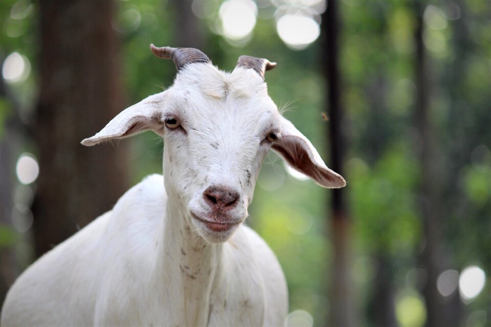 Portrait mammal farm