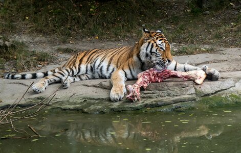 Big cat stripes animal world