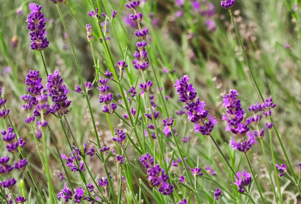 Nature purple summer