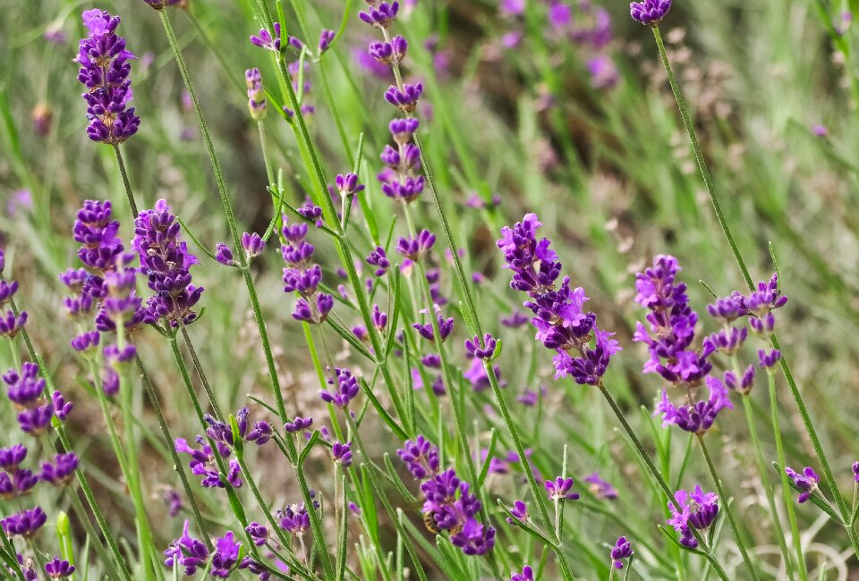 Nature purple summer photo