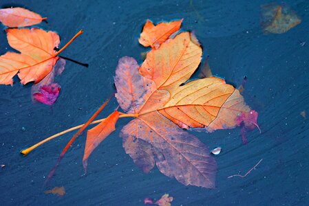 Floating leaves fallen