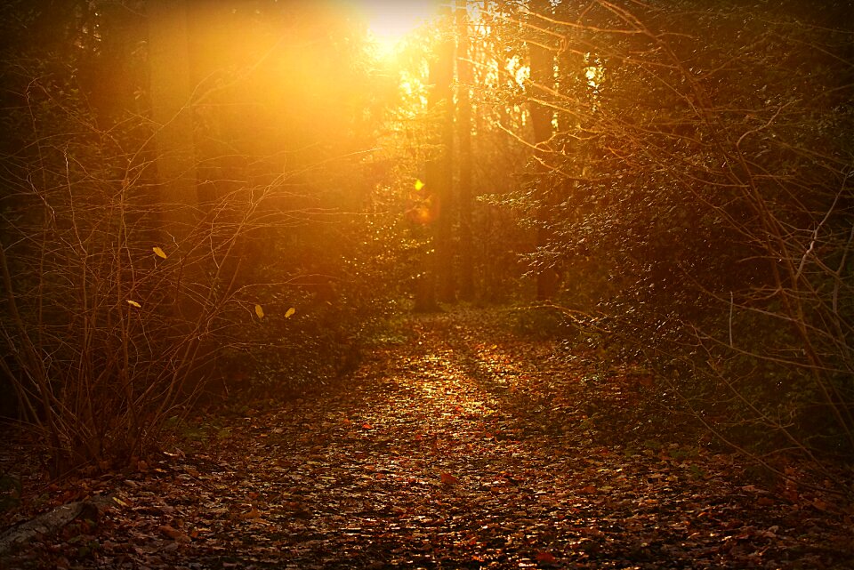 Sunlight golden scenic
