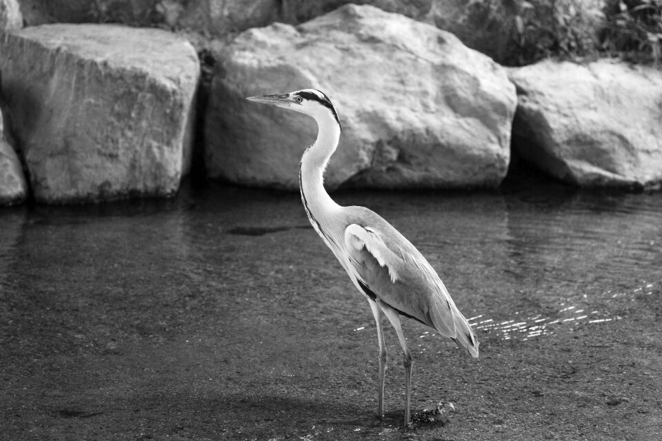 Birds black and white bird