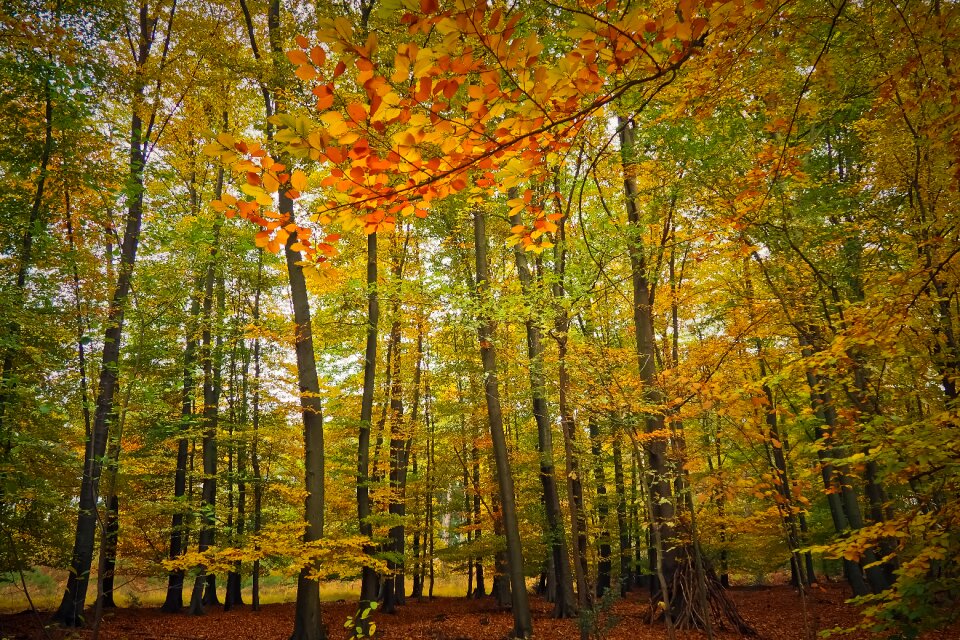 Leaves fall foliage nature