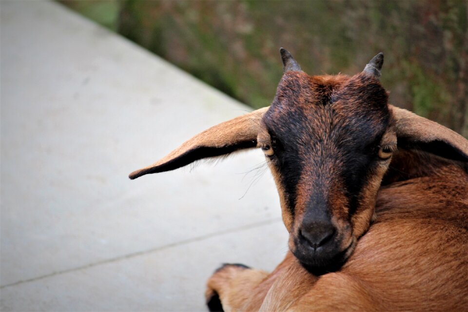 Wildlife outdoors farm