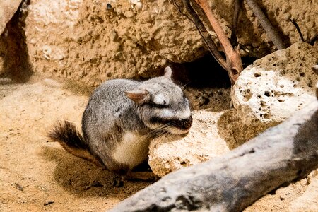 Animal world rodent mammal
