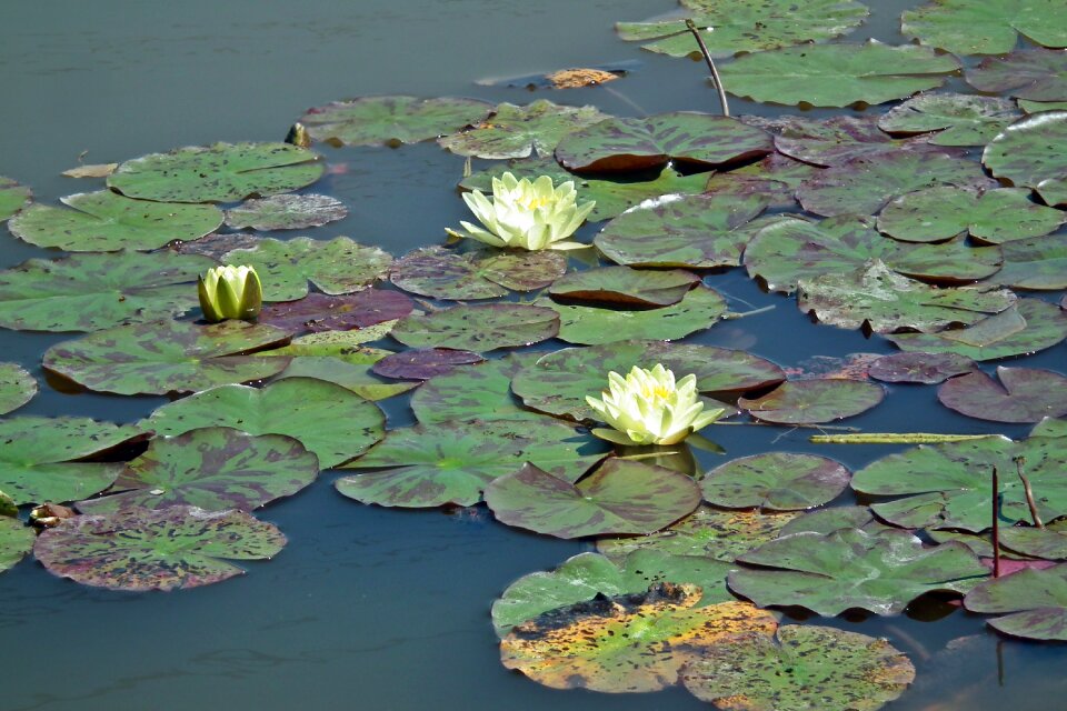 Water lily foliage summer