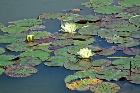 Water lily foliage summer