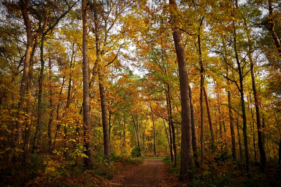 Leaves fall foliage nature photo