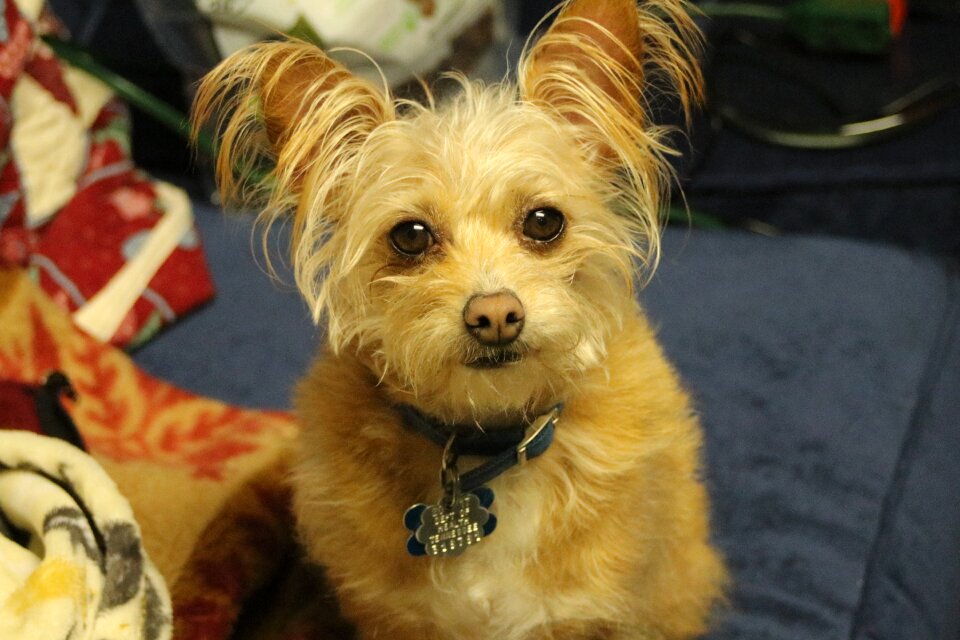 Dog yorkshire terrier chihuahua