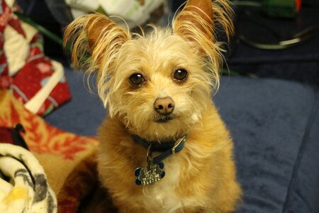 Dog yorkshire terrier chihuahua photo