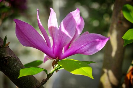 Flower garden magnolia