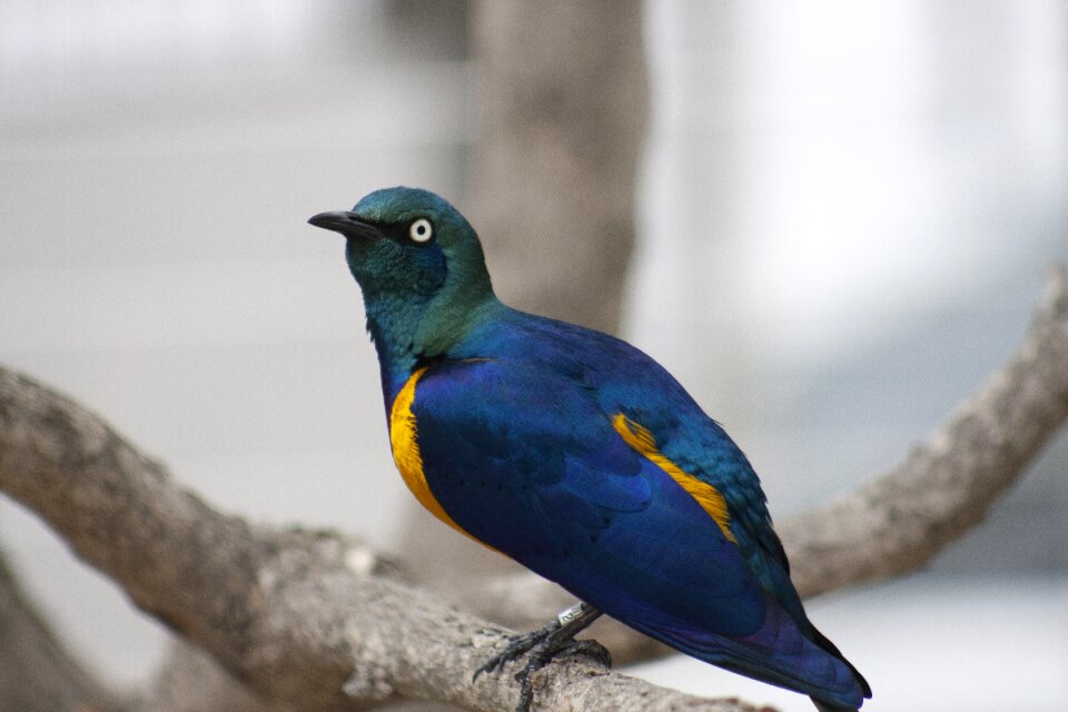 Colorful yellow breasted starling starling