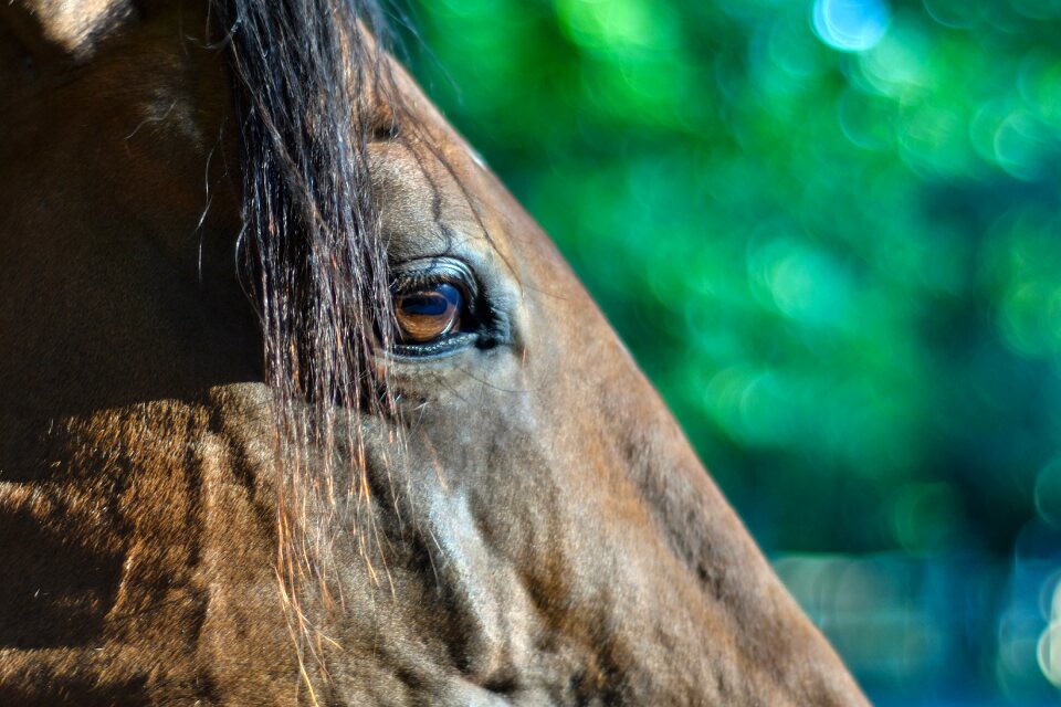 Profile close up equine