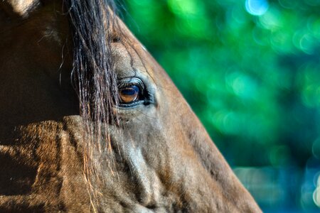 Profile close up equine