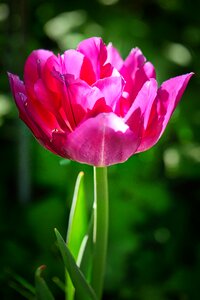 Summer garden tulip photo