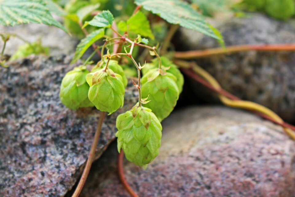 Plant beer brewing beer