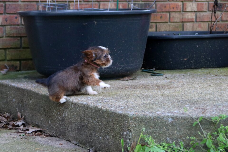 Little sweet gray puppy