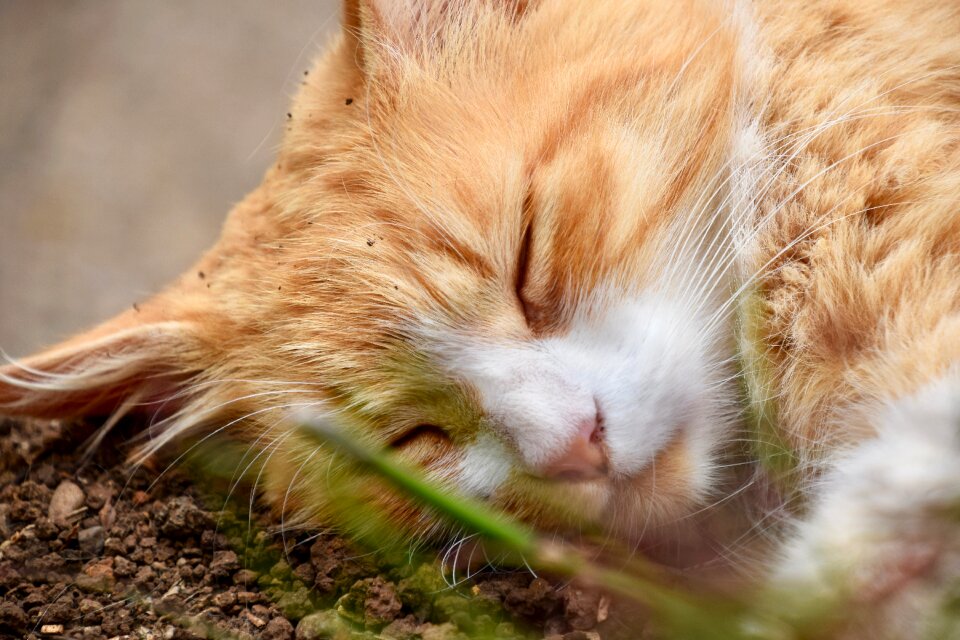 Fur feline head