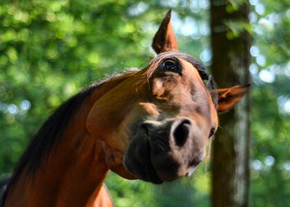 Head equine fun photo