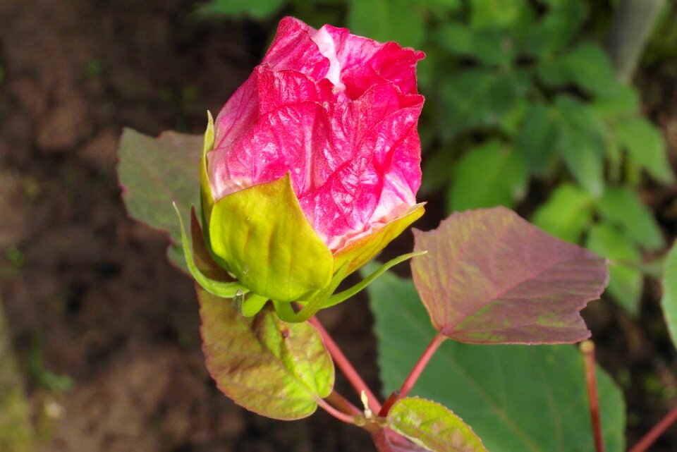 Red flower feb