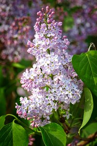 Leaf floral lilac photo