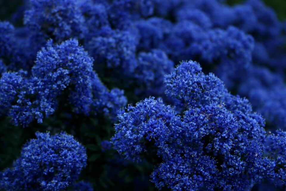 Nature garden floral