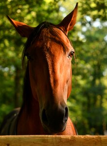 Equine animal green photo