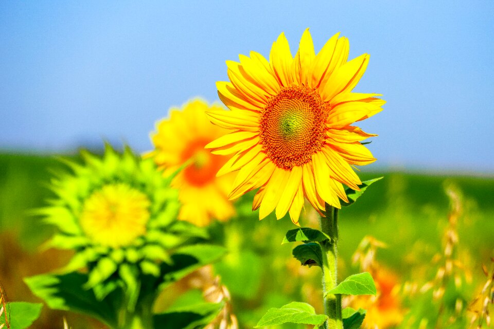 Petals plants sunflowers