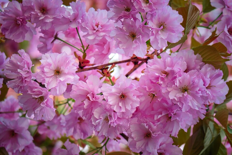 Petal almond tree flowers