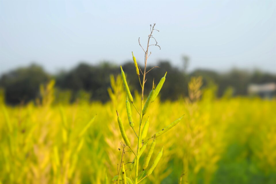 Botany crop summer