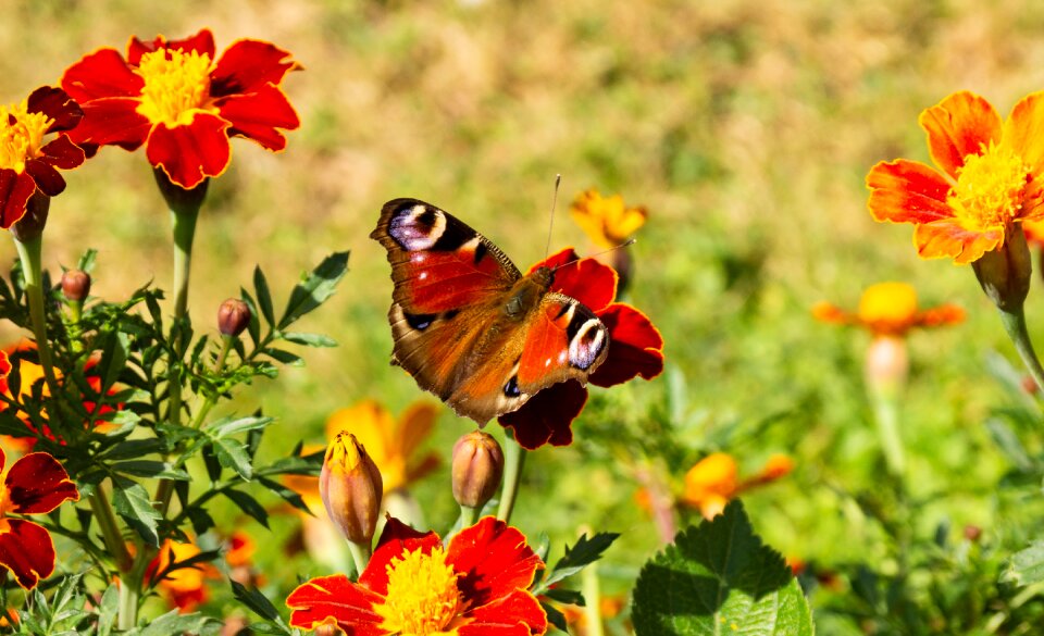 Red insect macro