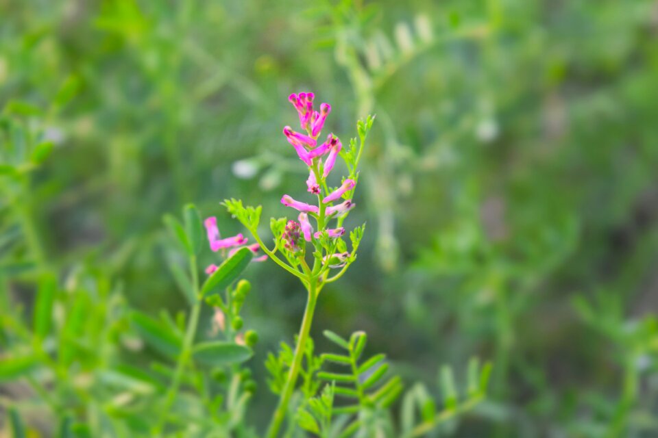 Botany crop summer