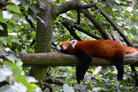 Asian bear branch