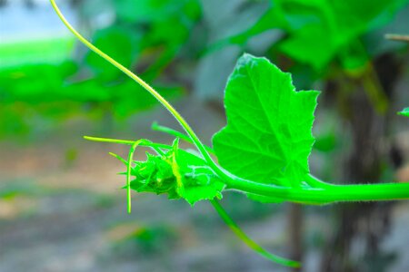 Botany crop summer