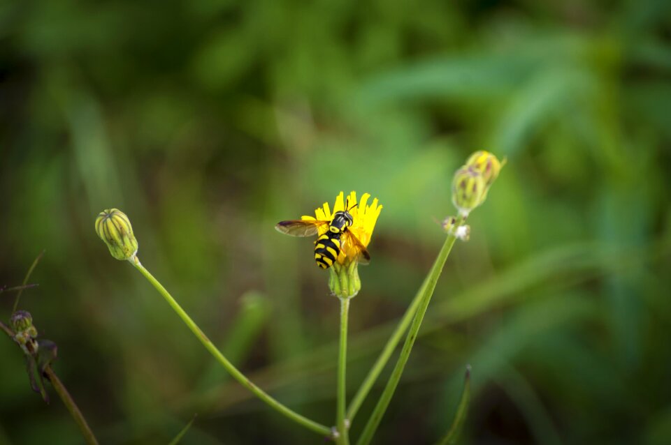 Insect wild flower flower