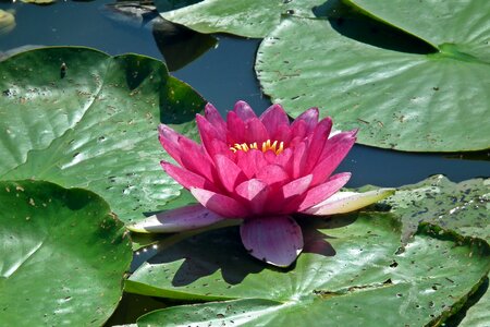 Pond water closeup