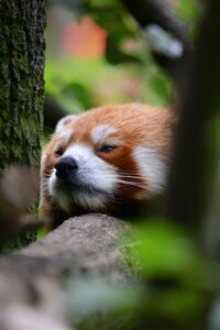 Asian bear branch