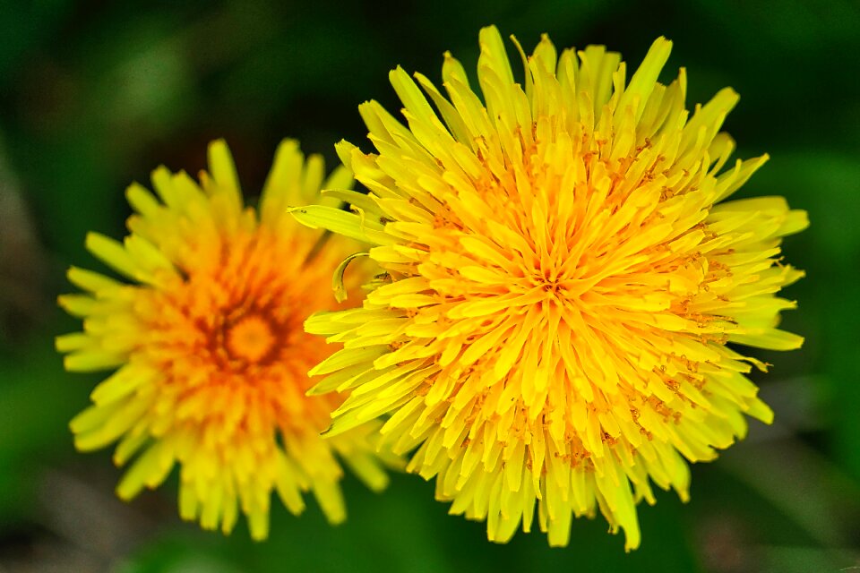 Plant spring close up
