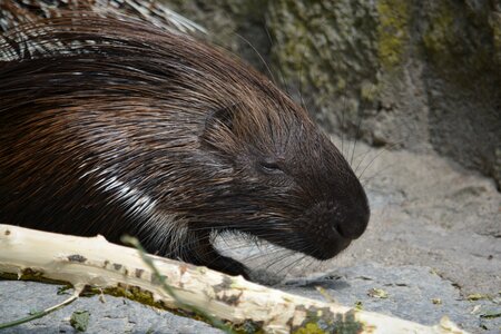 Heat prickly porcupine