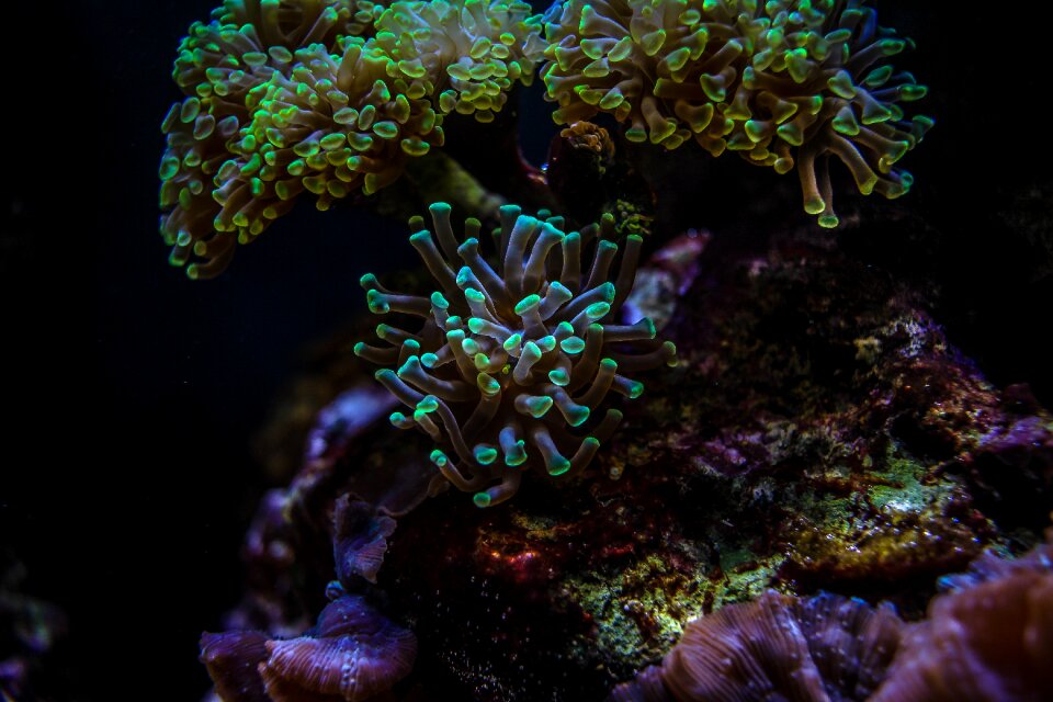 Live tropical underwater world