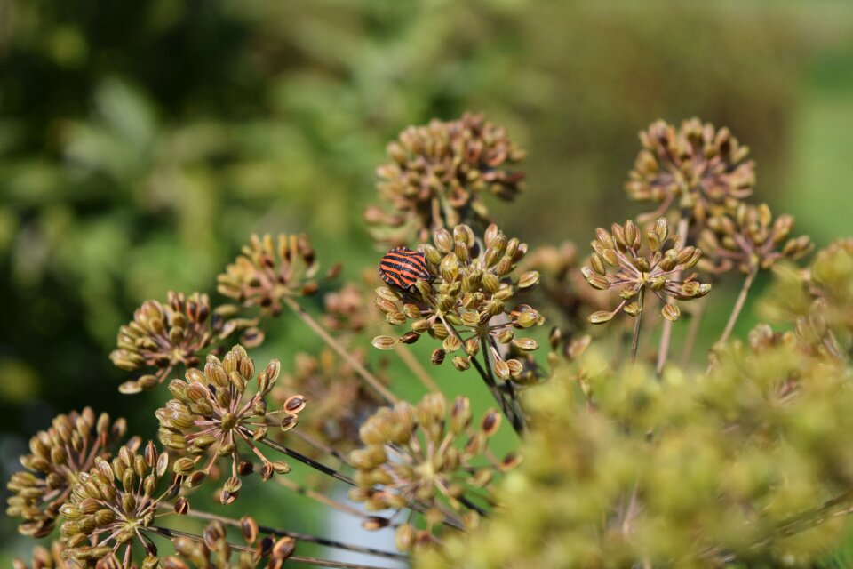 Insect expensive flower