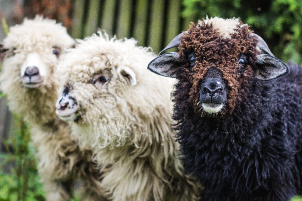 Animal animals mammal