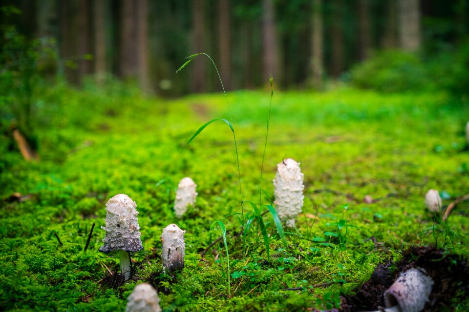 Forest floor plant nature
