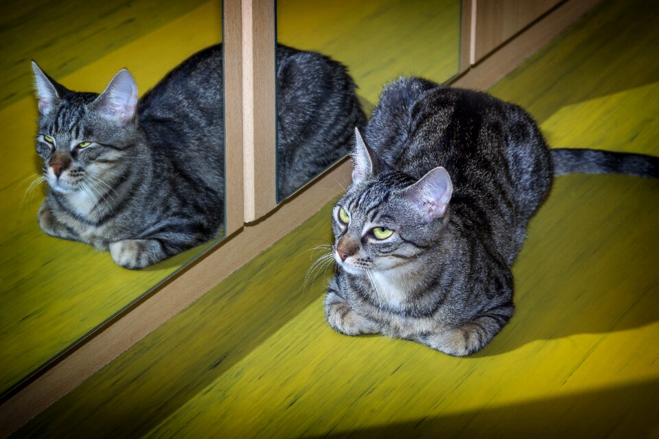 Mirror animal domestic cat